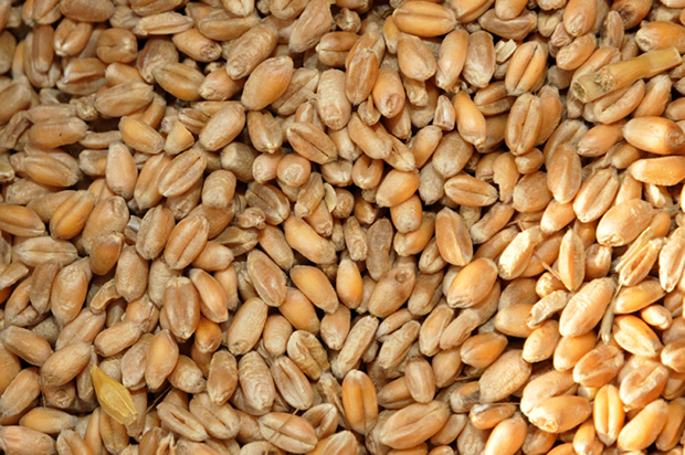 Le Japon fait don de plus de 10.000 tonnes de blé au Togo