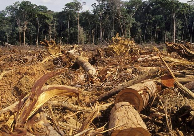 Deux nouveaux projets pour relever le défi de la déforestation au Togo