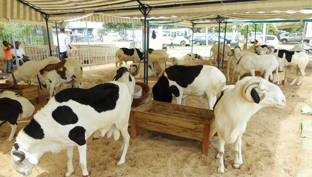 Togo : Un nouveau marché de bétails vient de naitre