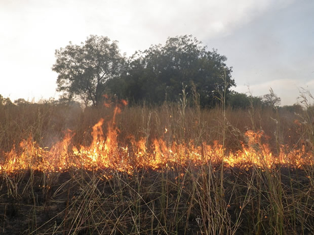 Drame à Padori dans l’OTI : Un feu de brousse fait 3 victimes