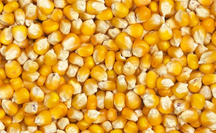 Maïs au Togo