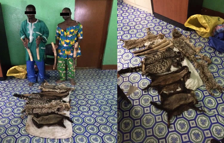 Togo: Deux individus arrêtés en possession de 4 pointes d’Ivoire et 6 peaux d’espèces protégées