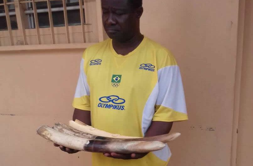 Un ex-marin arrêté en possession de 4 pointes d’ivoire dont un sculpté