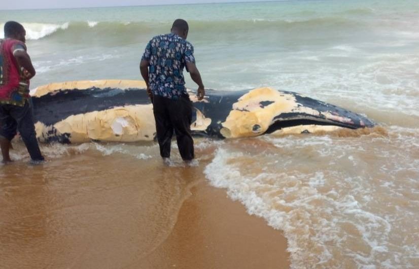 Une baleine s’échoue sur la plage d’Aného, les populations en font leur nourriture