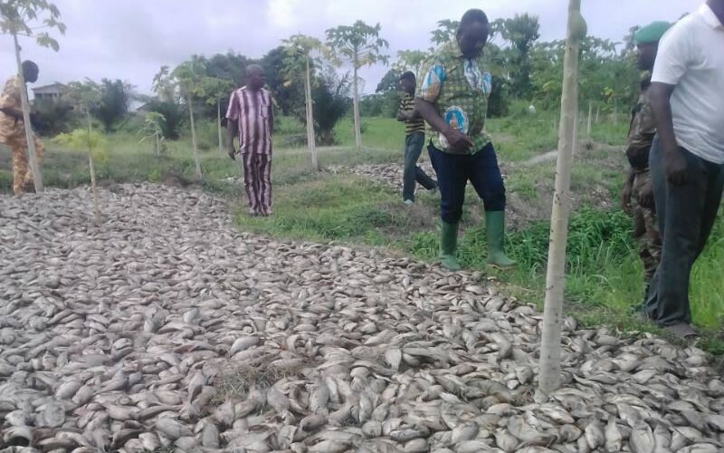 Affaire de poissons empoisonnés au Bénin, alerte des autorités togolaises