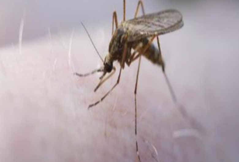 Le traitement du paludisme désormais gratuit au Togo.
