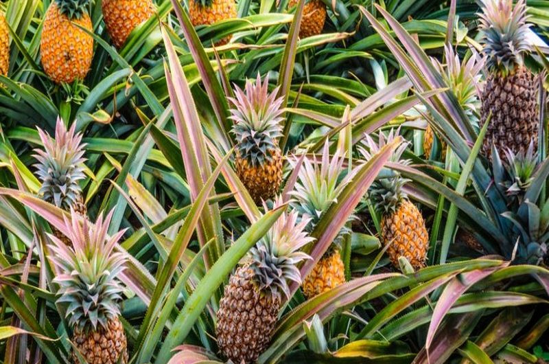 La vente d’ananas a rapporté 1,5 milliard de FCFA au Togo en 2018.