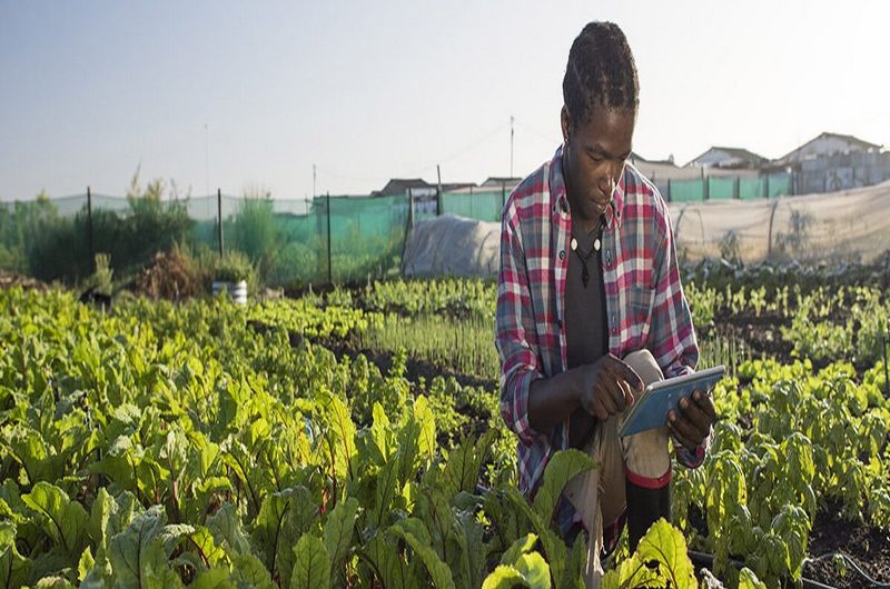 Togo: vers la digitalisation du secteur de l’agriculture.
