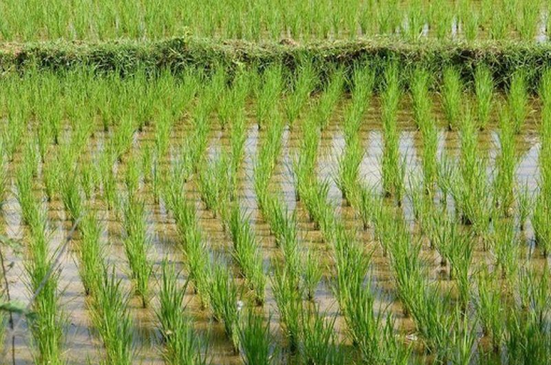 Togo/Agriculture: la Chine veut accompagner les riziculteurs togolais.