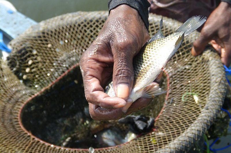 Togo: la pêche sur le lac Nangbeto interdite pour les trois prochains mois.