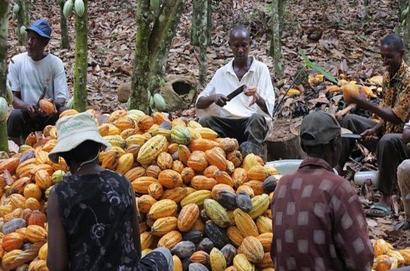 Le Togo enregistre une hausse des exportations de cacao pour la nouvelle campagne.