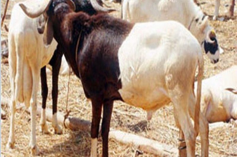 Togo: 500 millions consacrés à la production bovine en 2021.