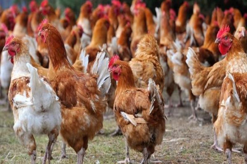 Togo: un foyer de grippe aviaire découvert dans la préfecture de Zio.